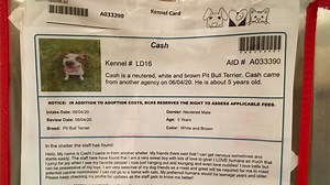 3.4K views · 84 reactions | Take a tour and see our available dogs. | Beaver County Humane Society | Facebook