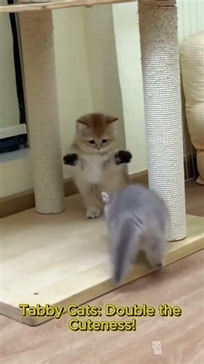 Double the Cuteness with Two Tabby Cats!
