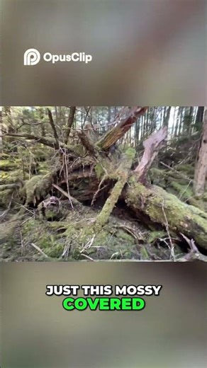 Icy Strait Point Alaska Forrest Trail | NCL Bliss