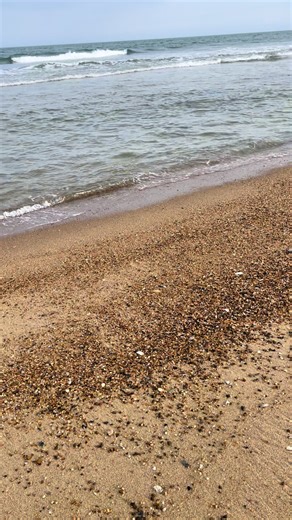 A nice rocky shell bed in OBX 🐚 #fossils #beach #beachcombing #shells #travel