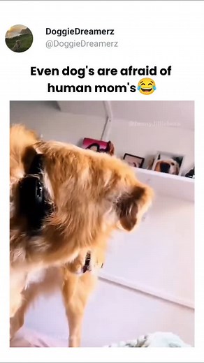 1.5M views · 24K reactions | Mom's fear is universal  #instagram #dogs #explore | Doggyneedz | Facebook