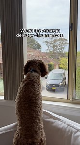 8K views · 22 reactions | When your dog gets more excited about the Amazon delivery than you do  | Amazon.com.au | Facebook