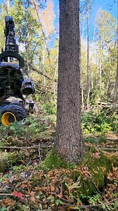 Hello! Welcome to the Logger Mack Channel! We cut timber sustainably in Michigan's Upper Peninsula! (Also known as the best place on earth!) Say Ya to Da UP EH! As Always my videos are family friendly! One of my goals in creating videos is to inspire a new generation of loggers. To do so i vow to always keep my channel kid and family friendly! I certainly appreciate you watching, as always hope you have a fantastic day! #loggerlife #Amazingmachine #forestryequipment #equipment #bluecollar #famil