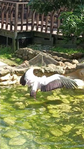 Lucky【萊奇小調】拍翅戲水紅額黃嘴鹳好自在〜壽山動物園20260618 #zoo