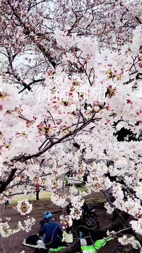 2024年の新宿御苑での桜の見頃