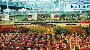 37K views · 70 reactions | From potted plants to plotted gardens, the friendly and knowledgeable staff at Nick's is ready to help you discover the beauty that Spring can bring to your home. | Nick's Garden Center | Facebook