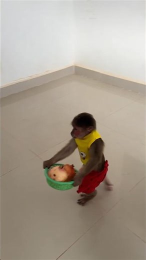 Monkey being so cheeky and cute 🐒😜 #MonkeyFun #lovelyhome