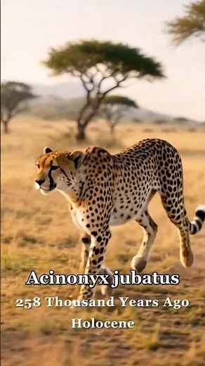 The Wild Evolution of Cheetahs!