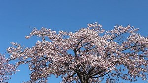 「花笠」の写真素材 | 207件の無料イラスト画像