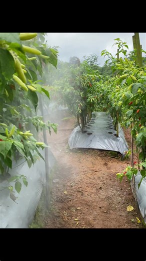 Petani Muda Sukses: Cabe Rawit Rengganis Hijau