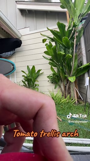 Peter Hanakahi on TikTok