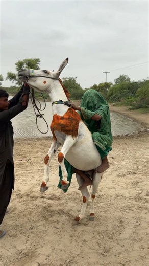 🐴 عندما امتطت الفتاة الحمار وهي ترتدي الساري، خرج الحمار عن السيطرة فجأة 😮