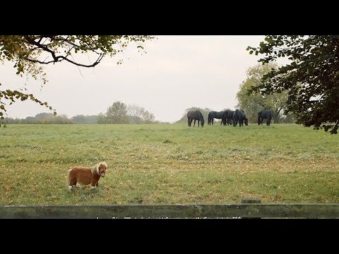 Amazon Prime TV ad - Little Horse