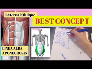 Muscles of Anterior Abdominal Wall | Easy to learn | Memorize with me | Anatomy