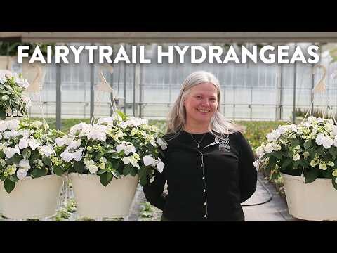 All About Fairytrail Hydrangeas