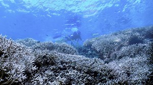 ‘Chasing Coral’ documents destruction of coral reefs | PBS NewsHour
