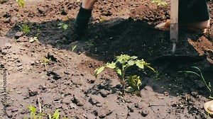 A woman farmer weeds the garden, cleans weeds around young green plants,Person chopping weeds with mattock. Working on a land plot. Outdoor weed raker garden soil grading.