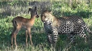 120K views · 1.7K reactions | Angry Mother Baboon Tortures Leopard To Save Her Baby | Animal Planet Channel | Facebook