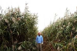 Nursery growers need to scout for phragmites