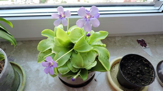 The Best Way To Care For Your Indoor Pinguicula Plant - House Digest