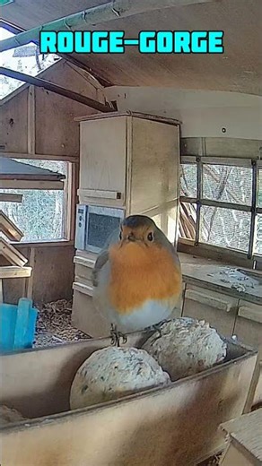 Les oiseaux du jardin : le rouge-gorge 🐦❤️ #oiseaux #jardin #rougegorge