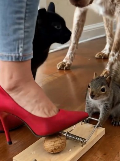Stepping on a Mousetrap with heels #highheels #crush #feet #asmr #experiment