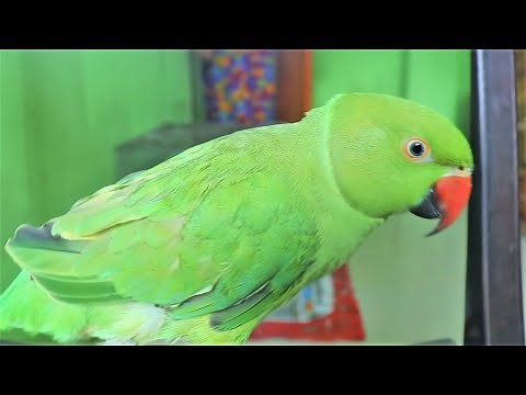 Parrot Chirping Sounds | Natural Parrot Sounds | Parrot Calling Sounds ||