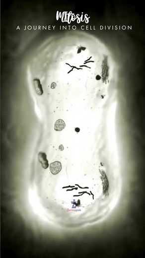 cell division 👈👈