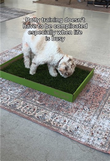 Potty training doesn’t have to be complicated. Especially when life is busy! Dogs learn best when things feel natural. That’s why real grass makes such a difference, it taps into their instincts and helps potty training click faster, even indoors. DoggieLawn is designed for busy dog parents who want a simple, reliable routine without constant trips outside. A little nature, brought indoors, when you need it most. Because helping dogs live naturally shouldn’t be complicated either. 🌱 #puppytrain