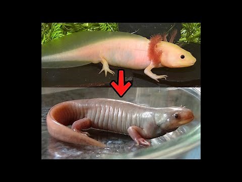 우파루파에 ( )을 넣으면 이렇게 변합니다..