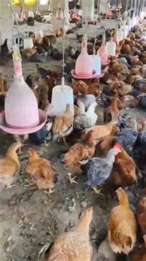 Ray Duck farming by vishvjeet #chicken #duckfarming #farming #subscribe #poultryfarming #vlog