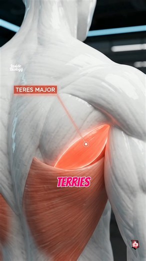 Teres Major Workout: The Muscle That Makes Your Back Look Thicker