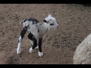 Butterfly the ‘Geep’, The Incredibly Rare but Adorable Offspring of a Pygmy Goat and a Sheep