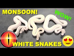 White Ball Pythons! Bonus White Monsoon with Blacklight