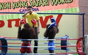 What is orangutan boxing? When PETA released a strong statement condemning this act of animal cruelty