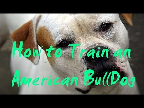 How to Train an American BullDog - How to Potty Train an American BullDog Puppy