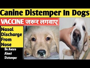 Canine Distemper Treatment || CD Treatment || Distemper In Dogs || Canine Distemper In Dogs || dogs