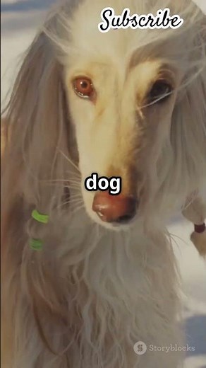 majestic Afghan Hound, a breed that embodies elegance and grace! 🐾✨