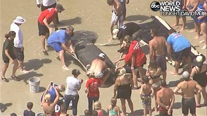 38K views · 682 reactions | MANATEE RESCUE: Aerial footage shows several good Samaritans at New Smyrna Beach, Florida, returning a stranded manatee to the ocean Monday afternoon after the large sea mammal became temporarily beached in shallow water. https://at.wftv.com/2K7IUjE | ABC World News Tonight with David Muir | Facebook