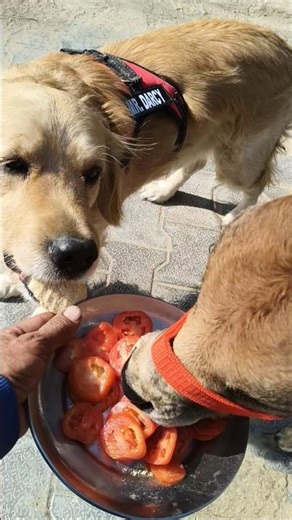 Chhotu & Darcy Friends: Calf Eats Tomato, Dog Gets Biscuit! 🍅 🍪 #shorts #unlikelyfriends #calf