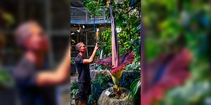Rare corpse flower blooms in San Francisco for first time
