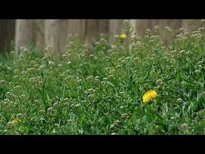 A moment of zen at Fort Meigs Historic Site