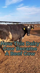 182K views · 1.7K reactions | No secrets here! Cows are raised for both milk and meat. This cow is too overweight to have a healthy pregnancy and delivery, so her days as a dairy cow are over. But she's gaining weight making her a great beef cow! #beef #dairy #vet #farm #overweight #body #bodytype #dairydoc #dairykind | Dairy Doc | Facebook