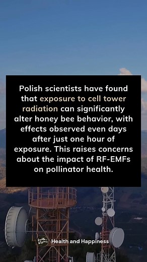 130K views · 2.6K reactions | Research from Polish scientists reveals a troubling link between cell tower radiation and honey bee behavior. Even just one hour of exposure can affect them for days, raising concerns about how RF-EMFs impact pollinators. These small creatures are vital to our ecosystem—protecting them is crucial for our planet's health.  | Health and Happiness | Facebook