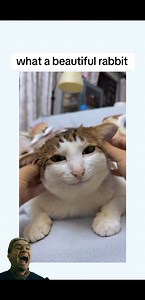 6.7K views · 144 reactions |  | Archie | Facebook