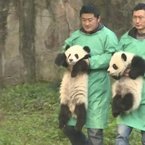 116K views · 490 reactions | Baby panda alert! These 6-month-old twins were revealed for the first time at China's Chongqing zoo  | Newsbeat | Facebook