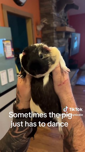 Guinea Pig Dance Moments That Will Brighten Your Day