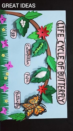 Life Cycle Of butterfly model | Science Exhibition Model #lifecycleofbutterflymodel #shorts
