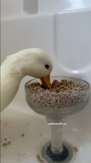 Duck Asmr. Clover eating duck food.