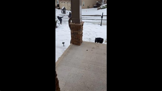 Guard dog fears snow